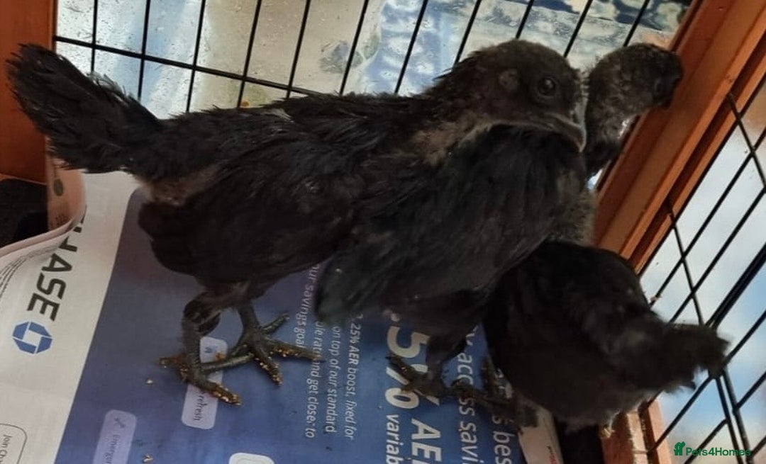 Chickens poultry for sale: Rare Ayam Cimani Chicks - Advert 2