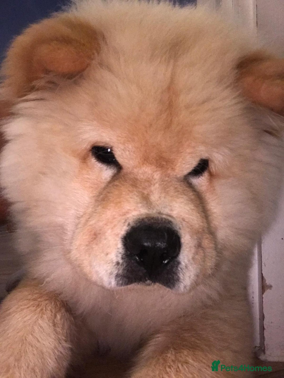 Chow Chow dogs for sale: Chow chows for sale 3k champion bloodline  - Image 1