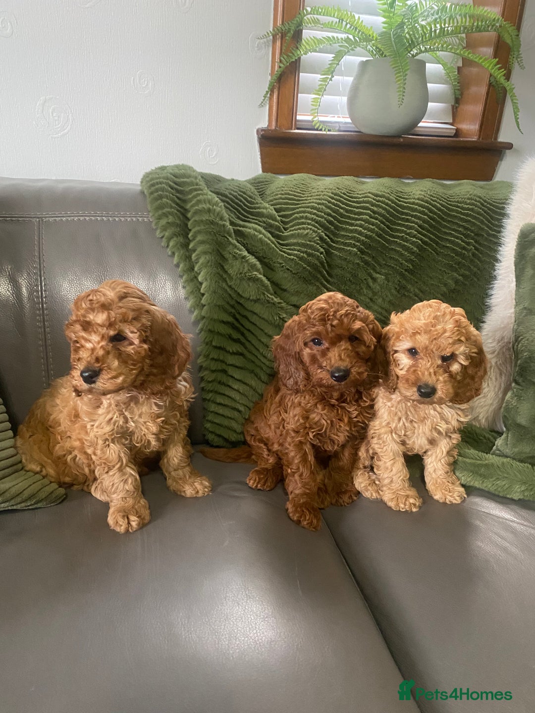 Cockapoo dogs for sale: Cockatoo puppies - Advert 5