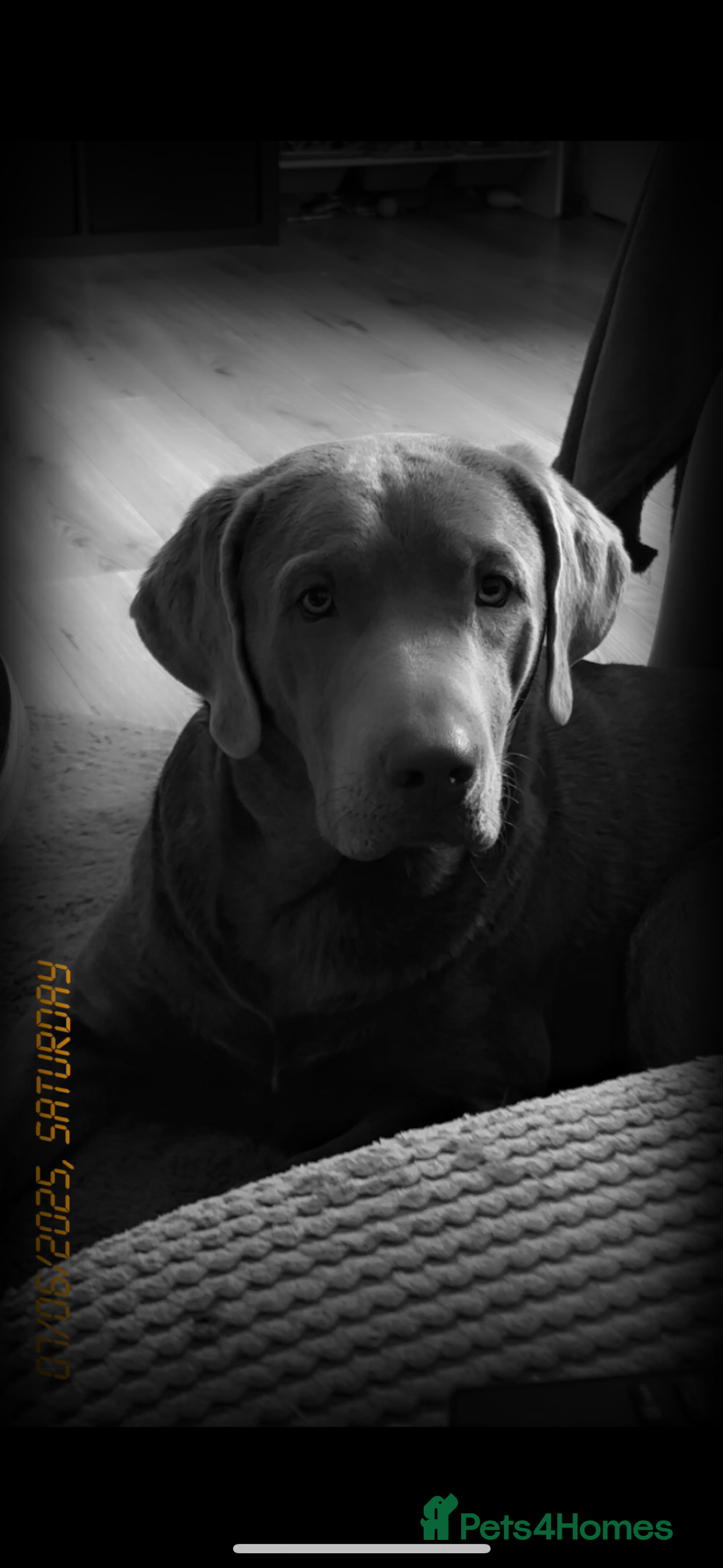 Labrador Retriever dogs for stud: Stud!! in Gateshead - Image 2