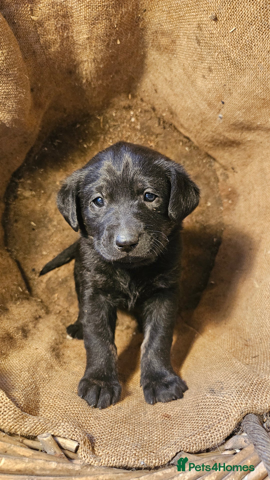Labrador Retriever dogs for sale: Beautiful litter of KC registered Labrador Puppies - Advert 11