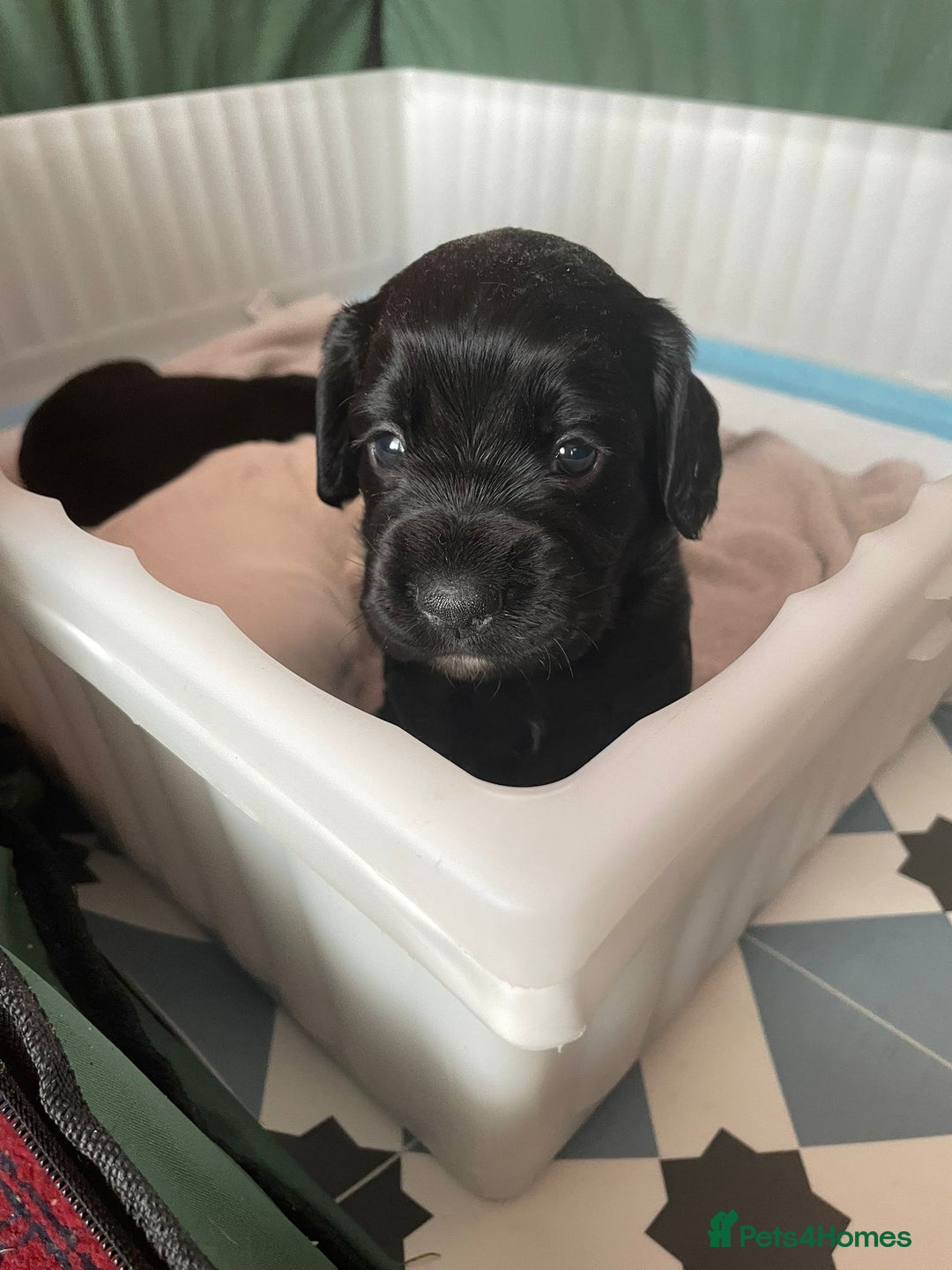 Cocker Spaniel dogs for sale: Working Cocker Spaniel puppy - Available now - Advert 5