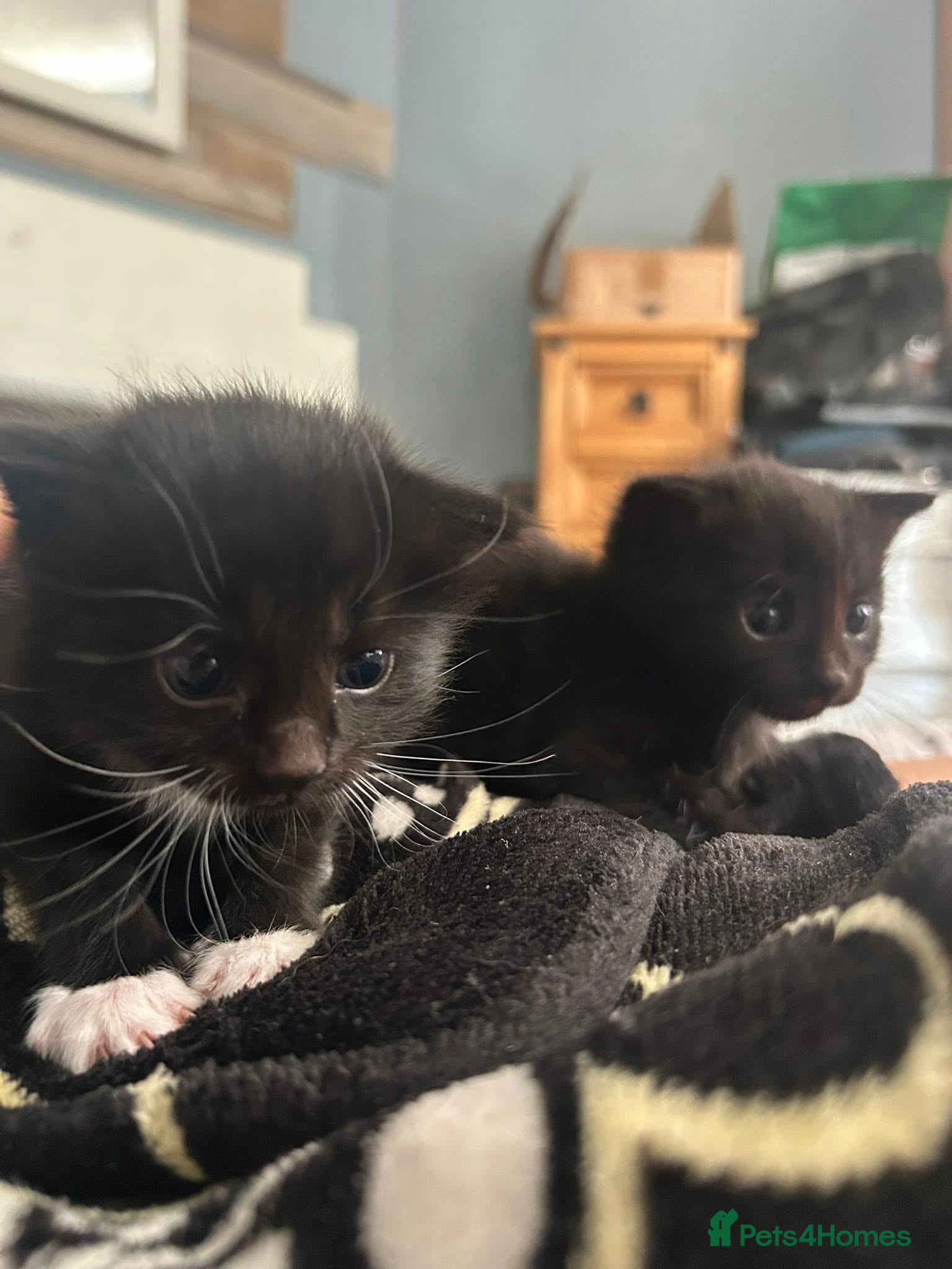 Domestic Shorthair cats 2 Female Kittens - Advert 1