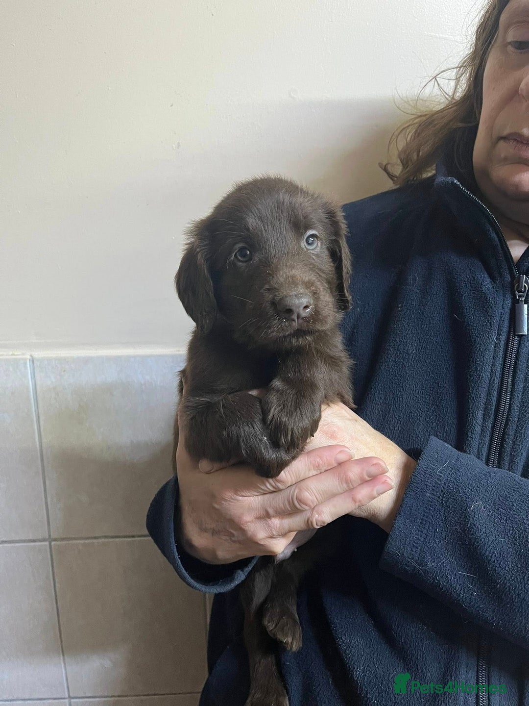 Flat coated Retriever dogs for sale: Lovely Boys Looking For Looking for Home - Advert 3
