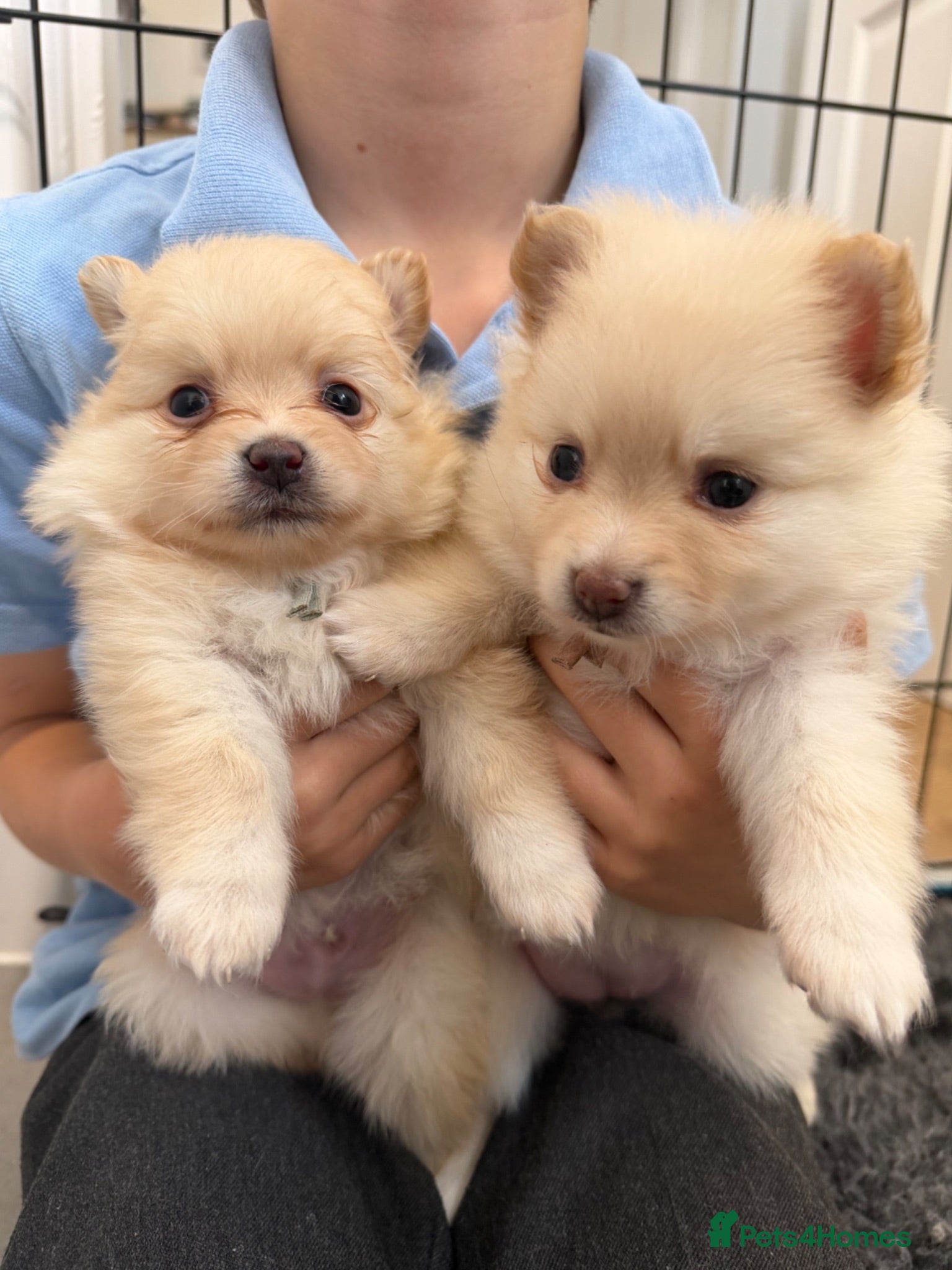 Pomeranian dogs Pomeranian puppies ready to view 2x girls 1x boy  - Advert 5