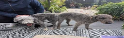 Mixed Breed dogs for sale: Gorgeous F1BB Bedlington Whippet Puppies - Advert 5