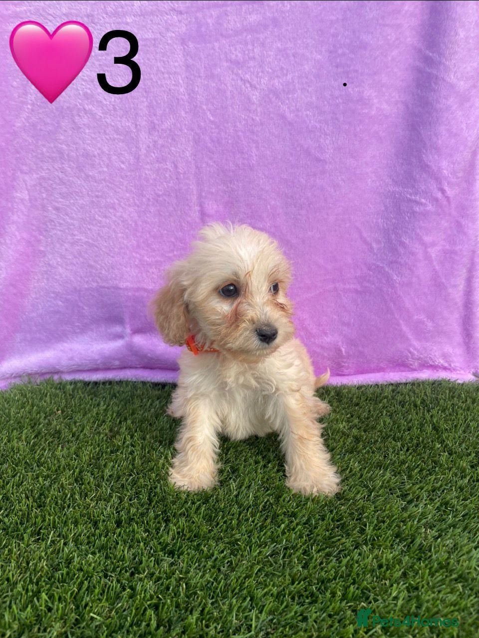 Cockapoo dogs for sale: ⭐️Beautiful Minature Cockapoos⭐️ - Advert 6