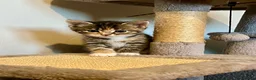 Mixed Breed cats for sale: Gorgeous half Siberian kittens - Advert 1