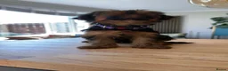 Yorkshire Terrier dogs for sale: Yorkshire terriers puppies looking for homes - Advert 17