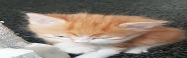 Mixed Breed 2