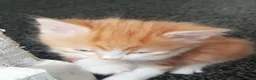 Mixed Breed cats for sale: Male and female kittens - Advert 12