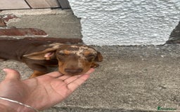 Miniature Dachshund dogs for sale: Miniature chocolate dapple male dachshund pup - Image 5