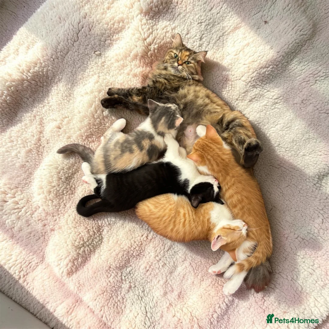 Persian cats for sale: Four gorgeous kitten for sale  - Advert 1