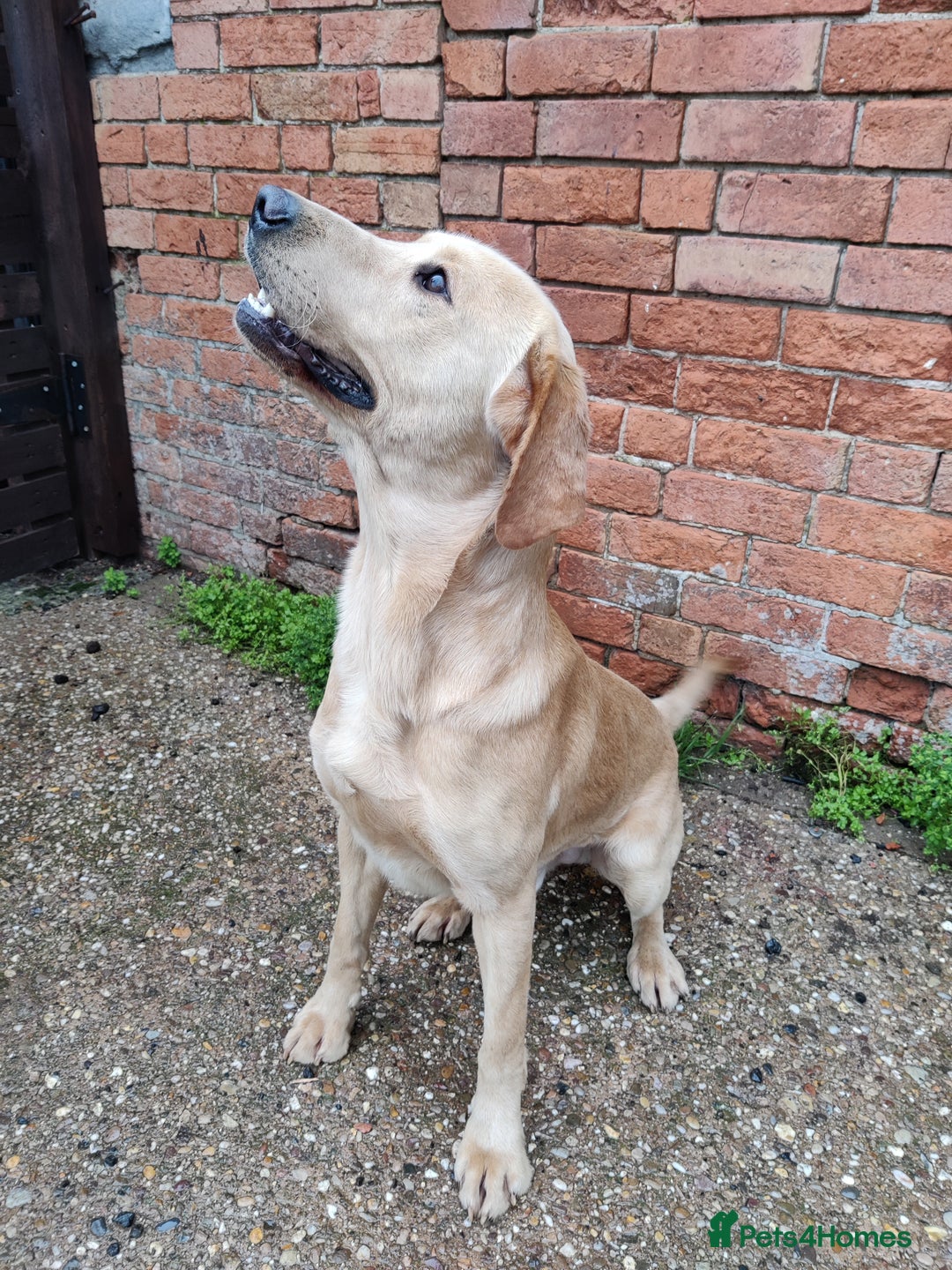 Labrador Retriever dogs for sale: Charming Male Labrador - Advert 1