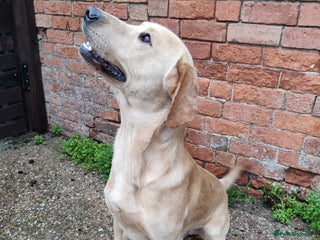 Labrador Retriever dogs Charming Male Labrador - Advert 1