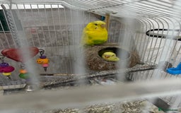 Budgerigars birds for sale: Lutino and Albino red eyes factor Young budgies - Image 5