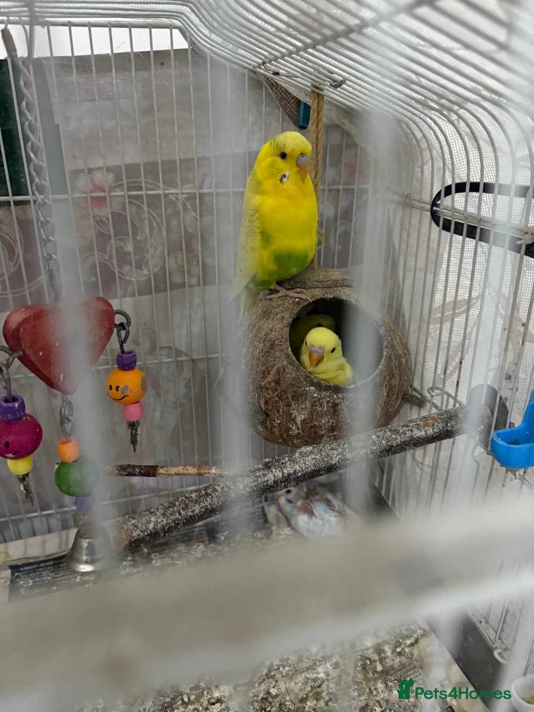 Budgerigars birds for sale: Lutino and Albino red eyes factor Young budgies - Image 5