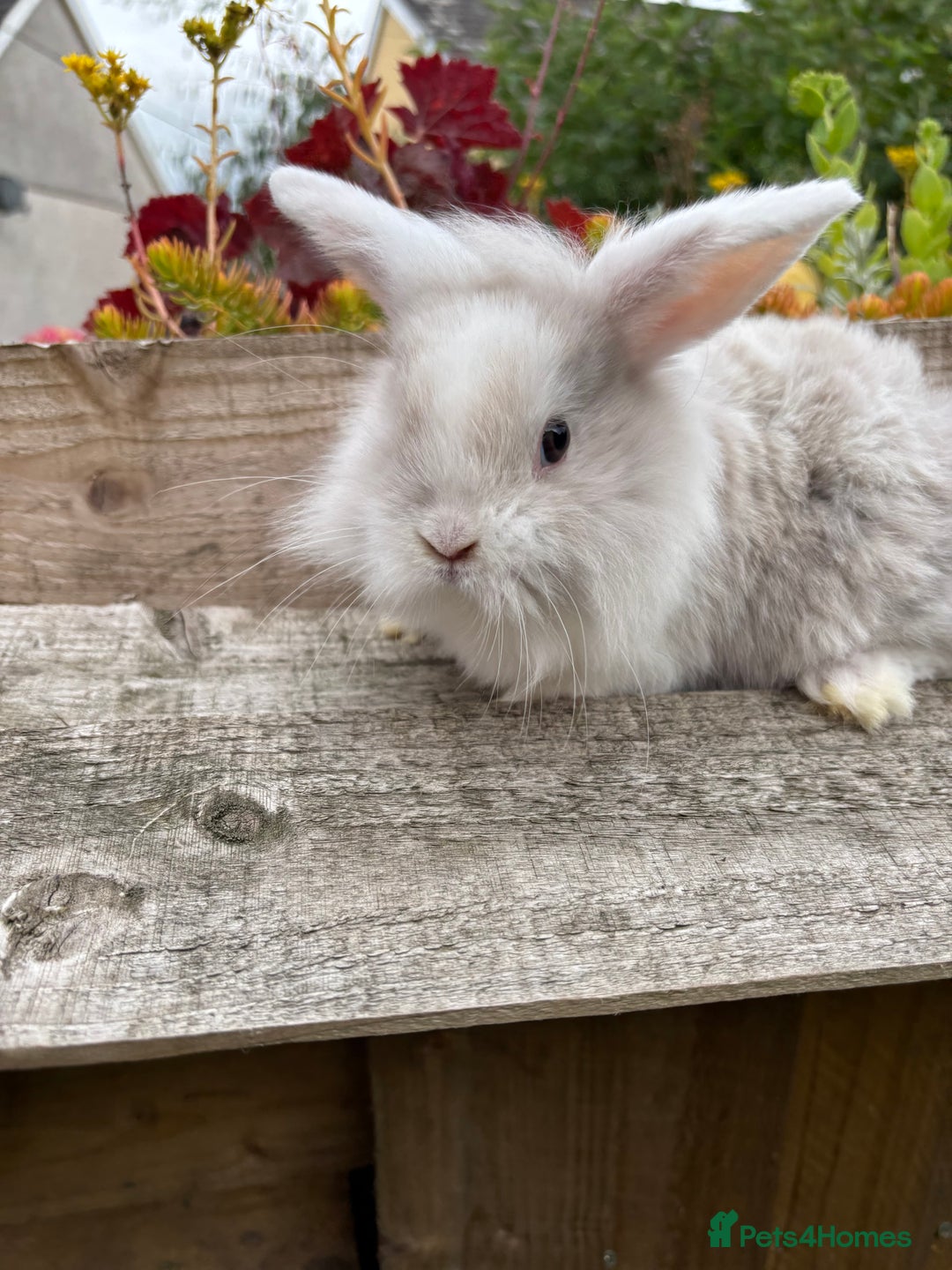 Mini Lop rabbits for sale: Adorable mini lop and lion lop babies - Image 3