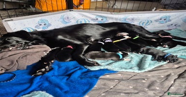 Border Collie dogs - Advert 13