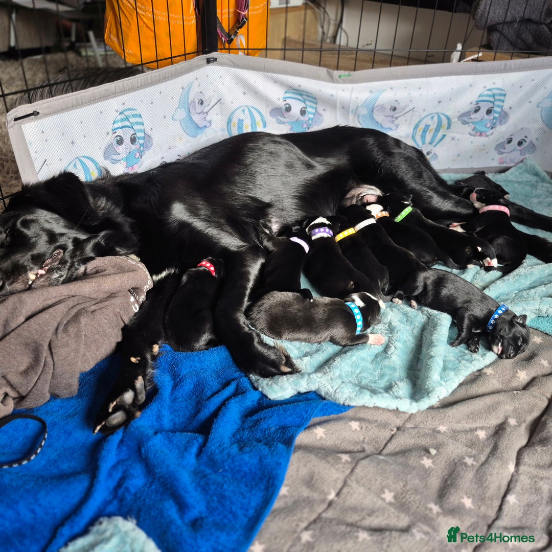 Border Collie dogs for sale: Border Collie pups - Image 2