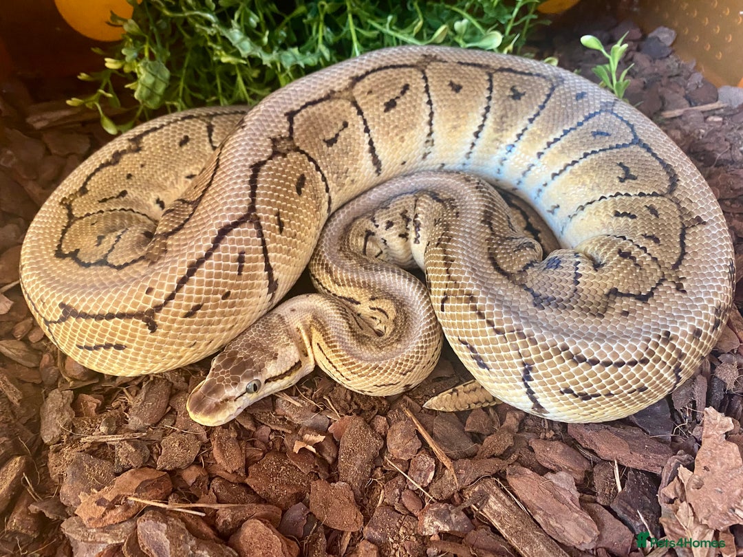 Python Snake reptiles for sale: Royal python females looking for new home - Image 9