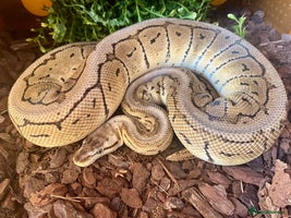 Python Snake reptiles - Advert 3