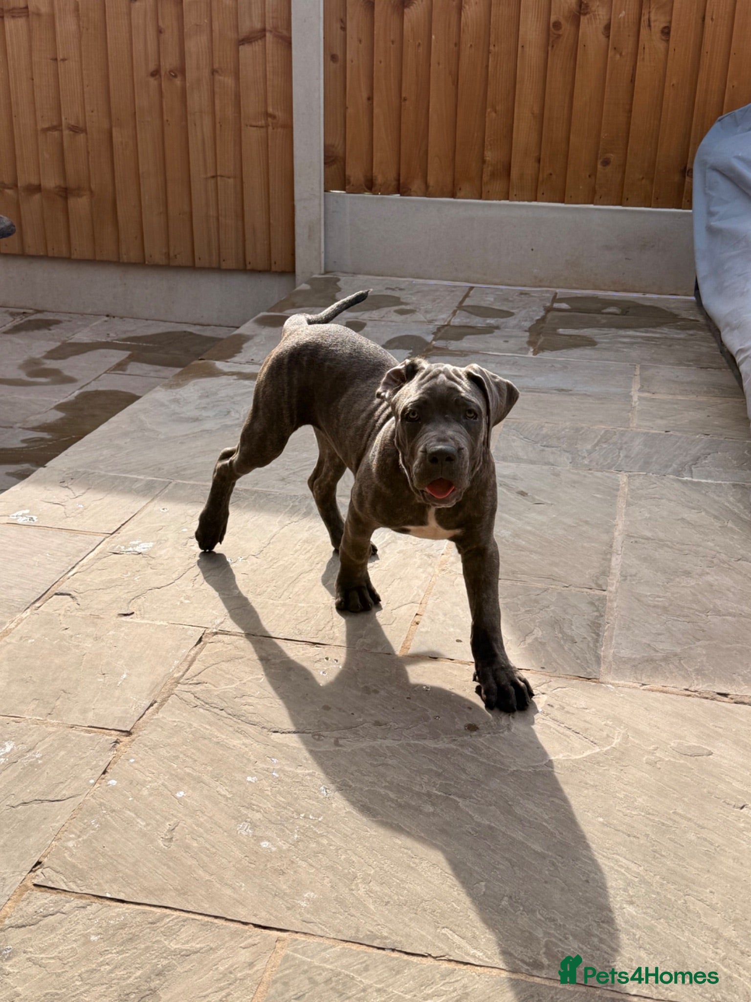Cane Corso dogs Brutus(X-Man) World Winner line Cane Corso Puppies - Advert 1