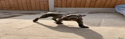 Cane Corso dogs for sale: Brutus(X-Man) World Winner line Cane Corso Puppies - Advert 1