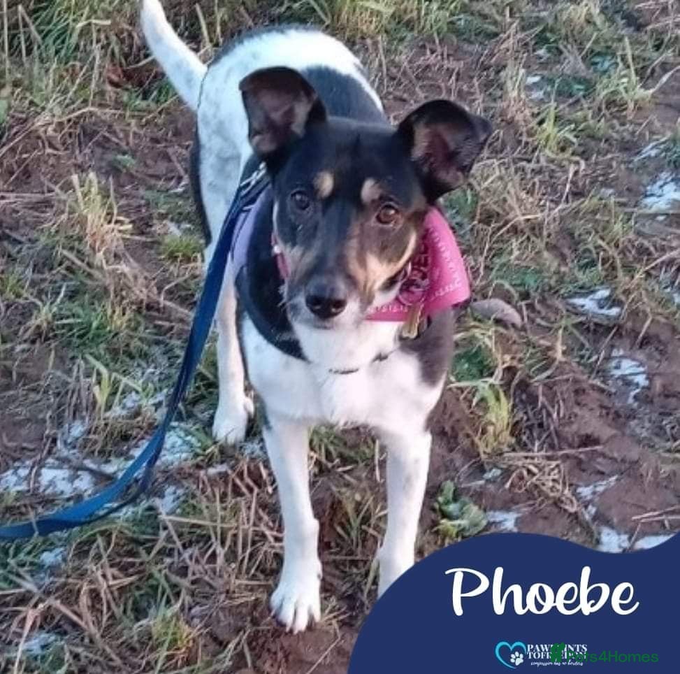Mixed Breed dogs Meet Phoebe, currently residing in Morayshire in Elgin - Advert 2