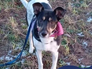 Mixed Breed dogs Meet Phoebe, currently residing in Morayshire in Elgin - Advert 2