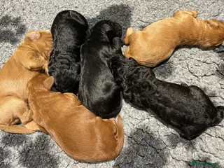 Labradoodle dogs Gorgeous miniature labradoodles - Advert 6