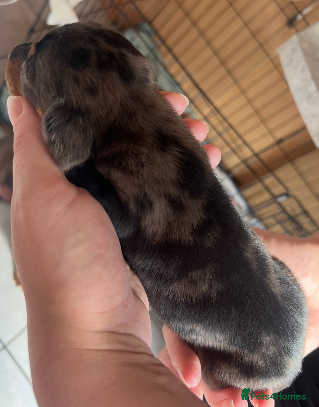 Dachshund dogs for sale: 7 Dachshund Puppies light & dark dapple and brown - Image 3