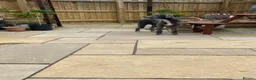 Lurcher dogs for sale: 6 month old female Lurcher  - Advert 6
