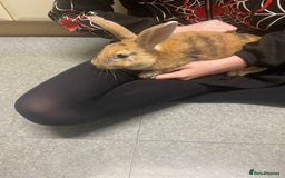 Rex rabbits for sale: Rex/mini rex Rabbits for sale - Image 1