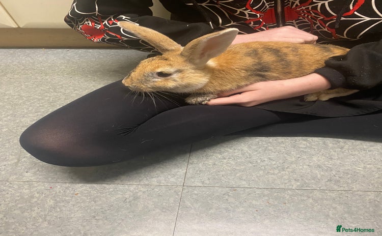 Rex rabbits - Advert 1