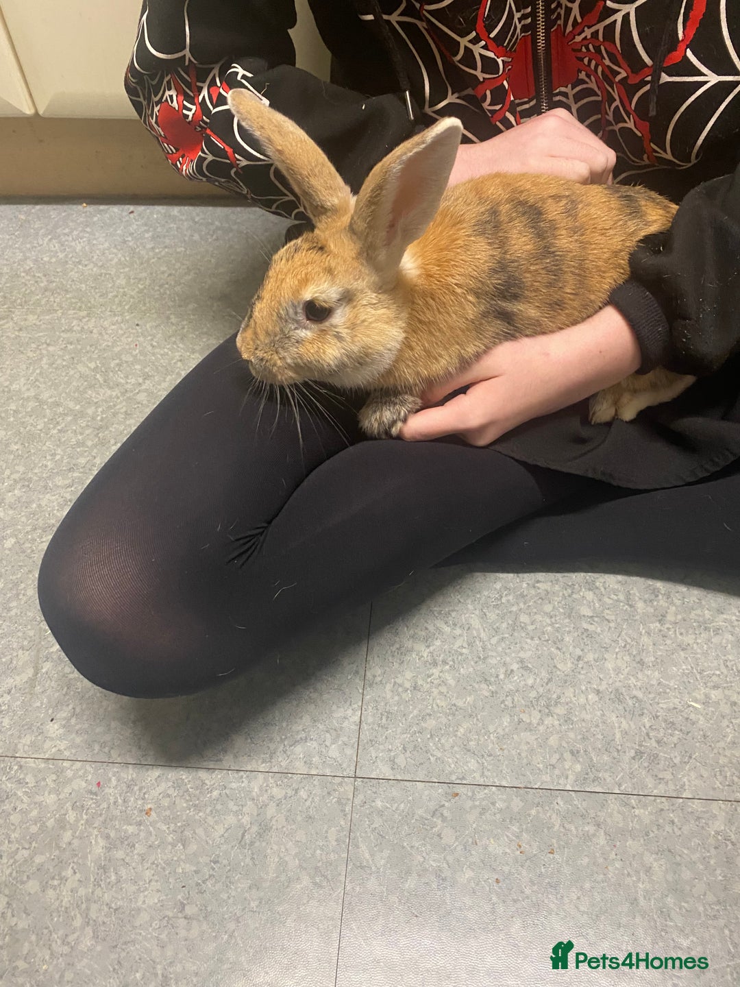 Rex rabbits for sale: Rex/mini rex Rabbits for sale - Image 1
