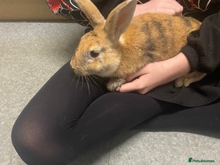 Rex rabbits - Advert 7