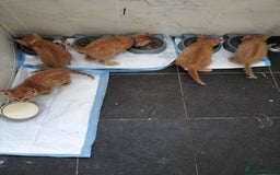 Mixed Breed cats for sale: 5 beautiful ginger kittens  - Image 1
