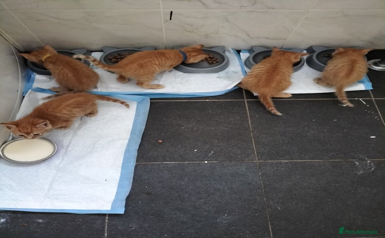 Mixed Breed cats - Advert 6