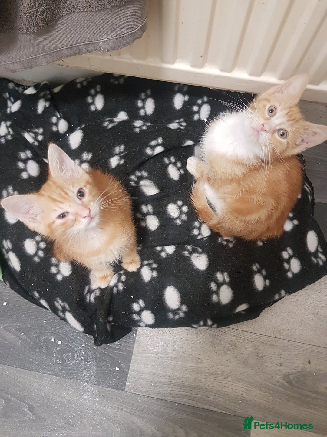 Mixed Breed cats for sale: Beautiful kittens - Image 1