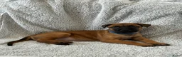 Mixed Breed dogs for sale: Dutch Herder X F1 Bull Herder puppies - Advert 17