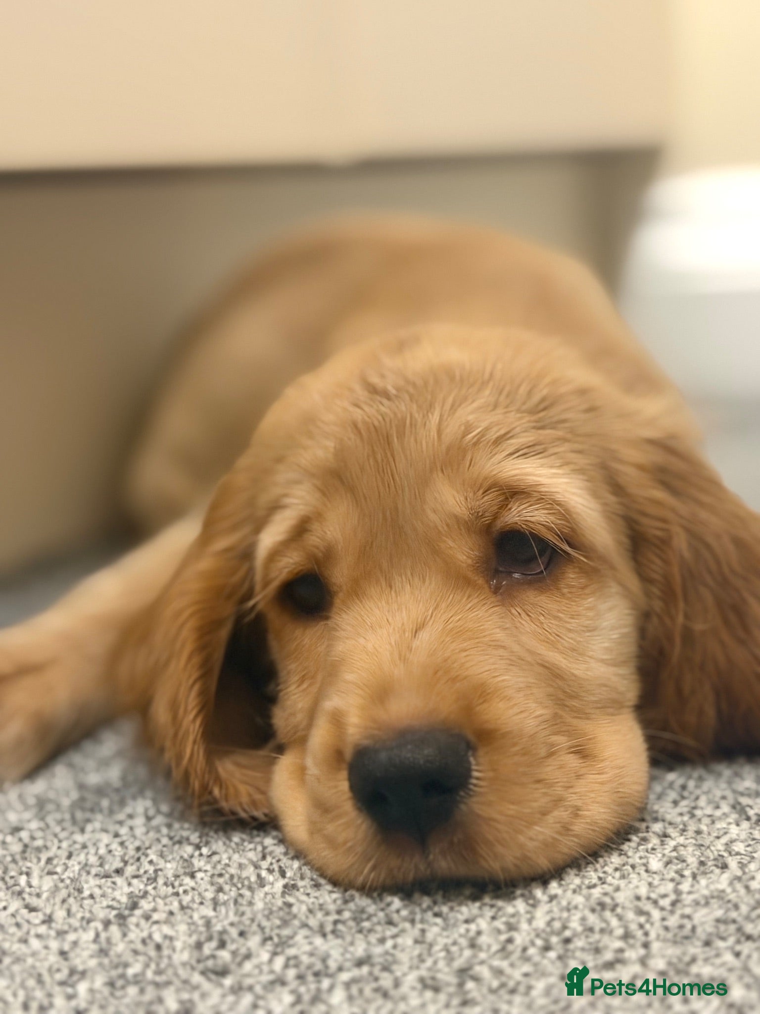 Cocker Spaniel dogs 🌟🌟🌟Beautiful English Gold Show Cocker Spaniel  - Advert 2