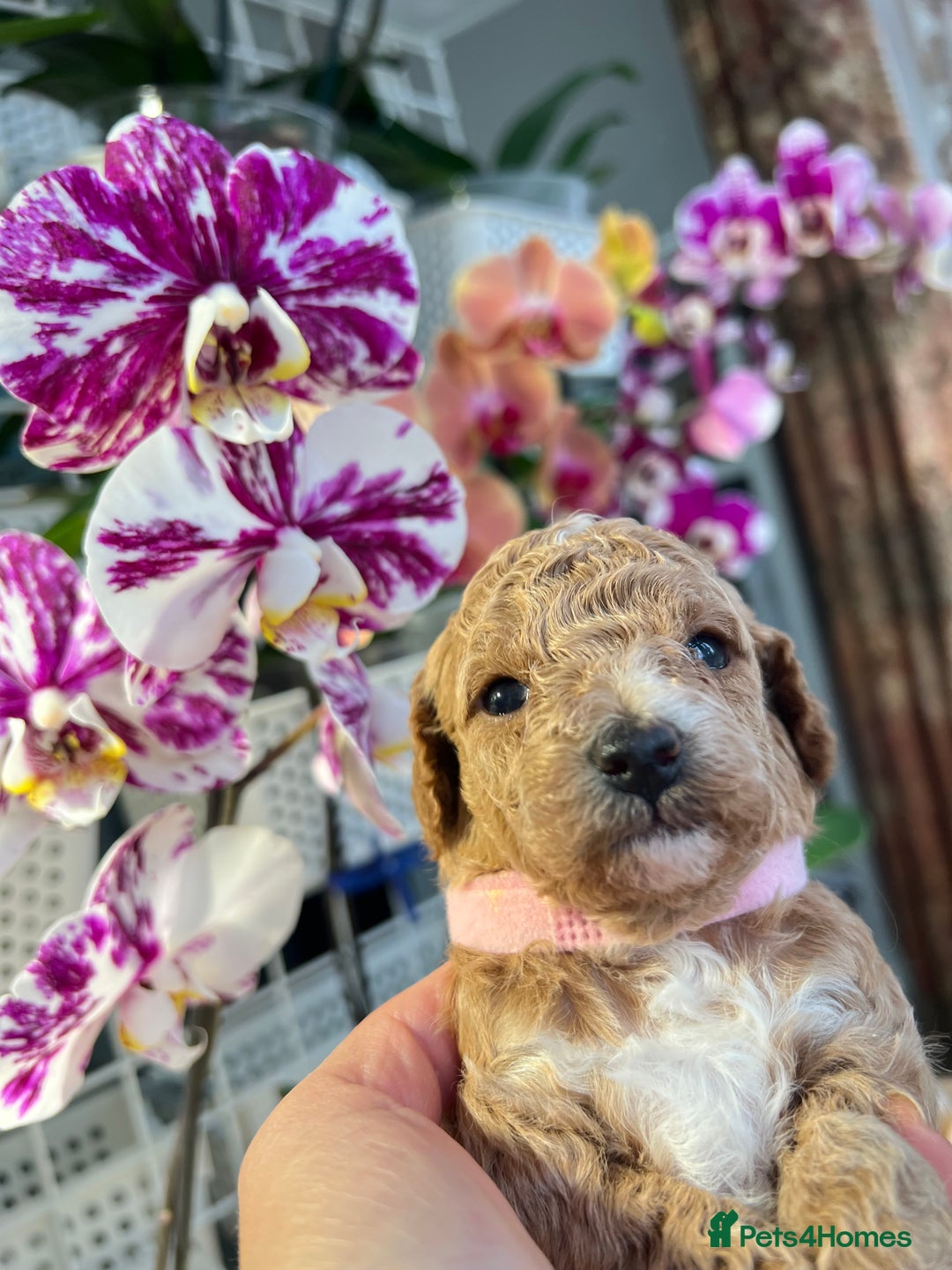 Maltipoo dogs for sale: Beautiful F1B Toy Size Maltipoo Puppies - Image 5