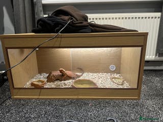 Bearded Dragon reptiles 2 year old male bearded dragon + cage - Advert 2