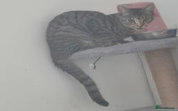 Mixed Breed cats for sale: Meet Maggie bengal mix - Image 1