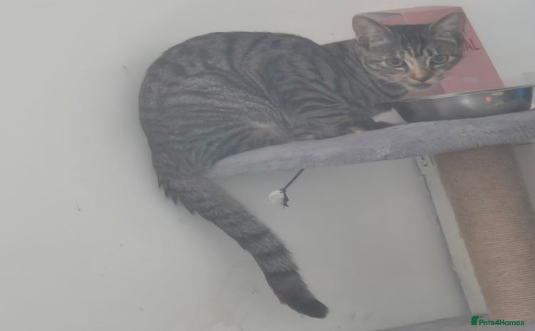 Mixed Breed cats - Advert 2