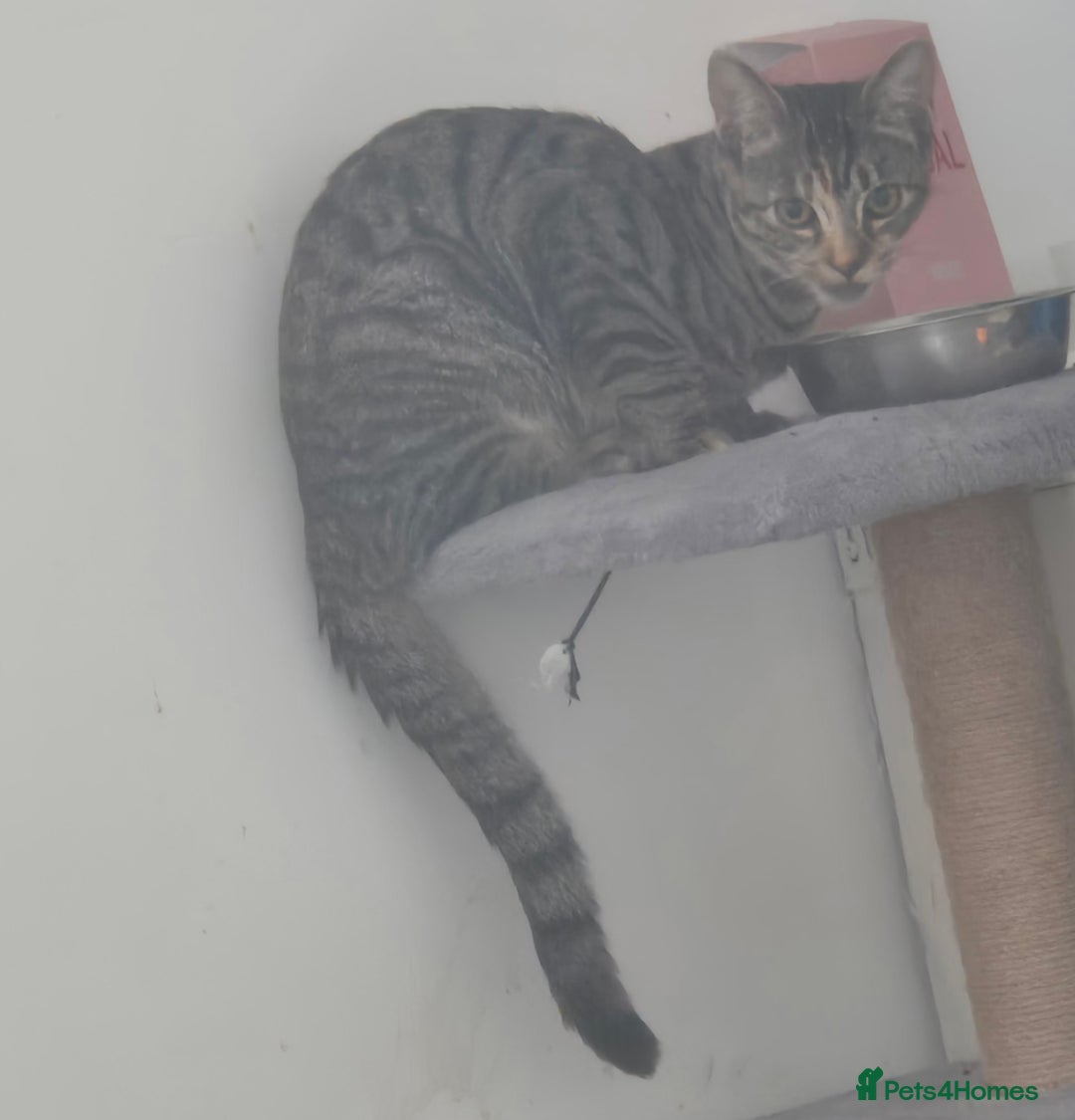 Mixed Breed cats for sale: Meet Maggie bengal mix - Image 1