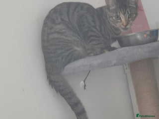 Mixed Breed cats - Advert 9