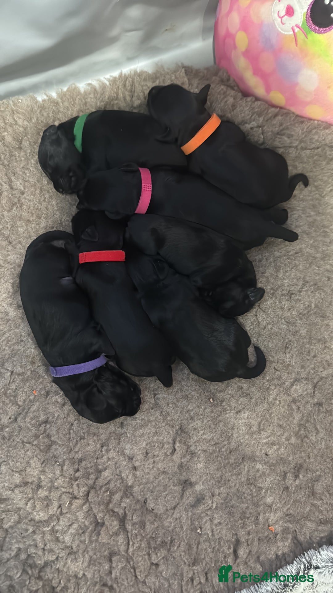 Miniature Schnauzer dogs for sale: Miniature Schnauzer pups for sale - Advert 19