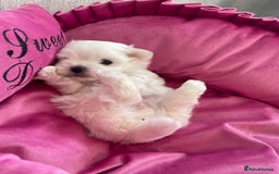Maltese dogs for sale: Tiny Maltese Girl – Kennel Club Reg. - Image 11